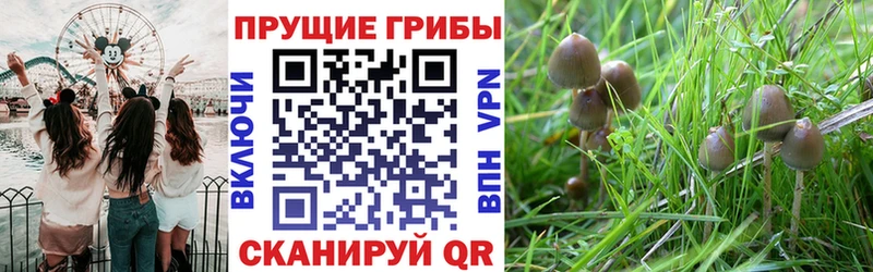 наркота  Сергач  Псилоцибиновые грибы мухоморы 